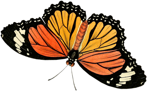 őszi állatok_21.png